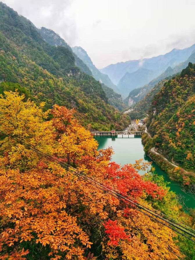 武汉全球通旅行社-神农架红叶-金秋十月